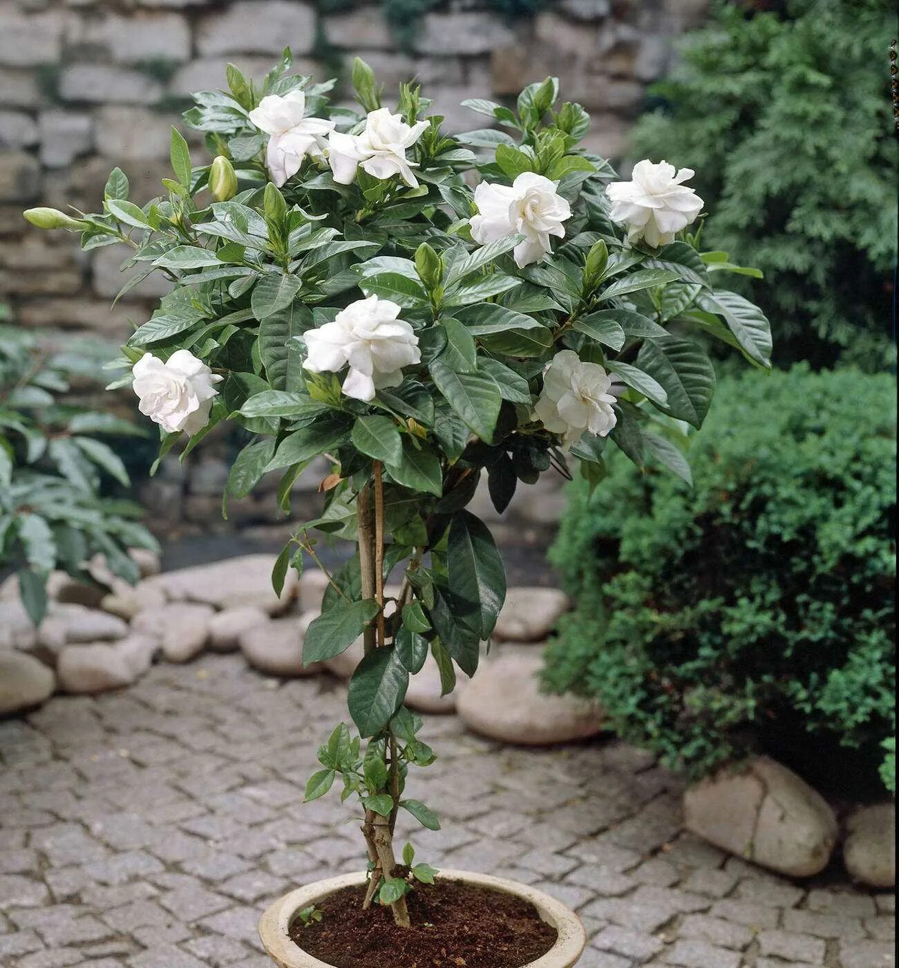 Гацания жасминовидная. Цветок Гардения жасминовидная. Гардения жасминовидная (gardenia jasminoides).