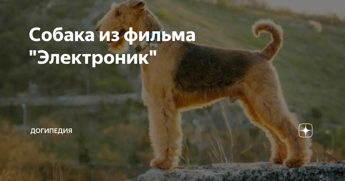 Приключения электроников собака. Эрдельтерьер рэсси. электроник фильм собака. рэсси собака электроника. эрдельтерьер приключения электроника.