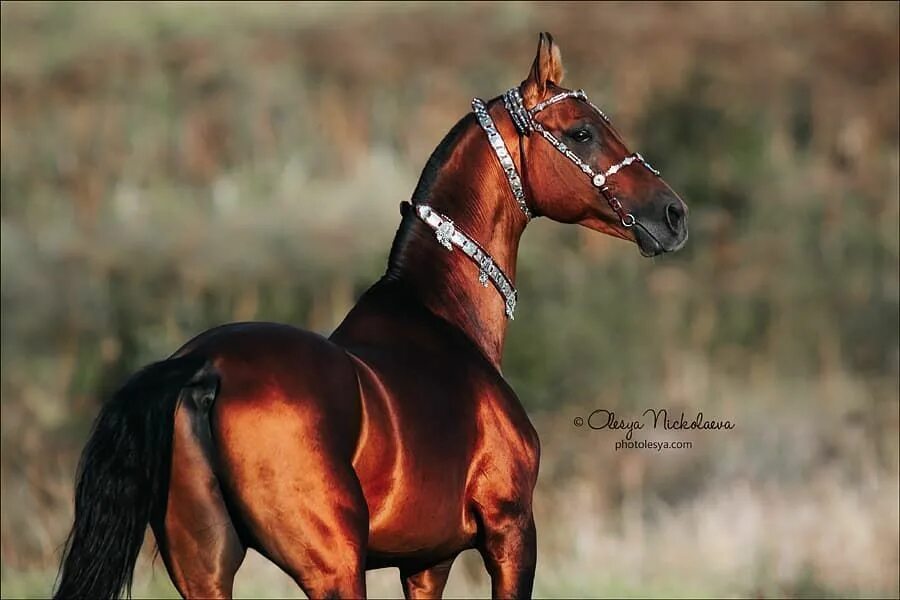 Рассмотрите фотографию коричневой лошади с черными ногами. Красно гнедой ахалтекинский конь. ахалтекинская красно-гнедая кобыла. фаиз лошадь ахалтекинская. красная масть лошади.