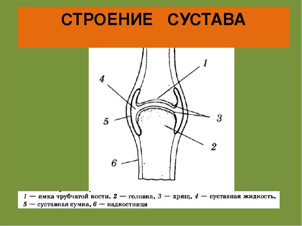 Какой сустав изображен. Строение сустава. Схема строения сустава. Строение сустава суставная головка. Строение сустава рисунок.