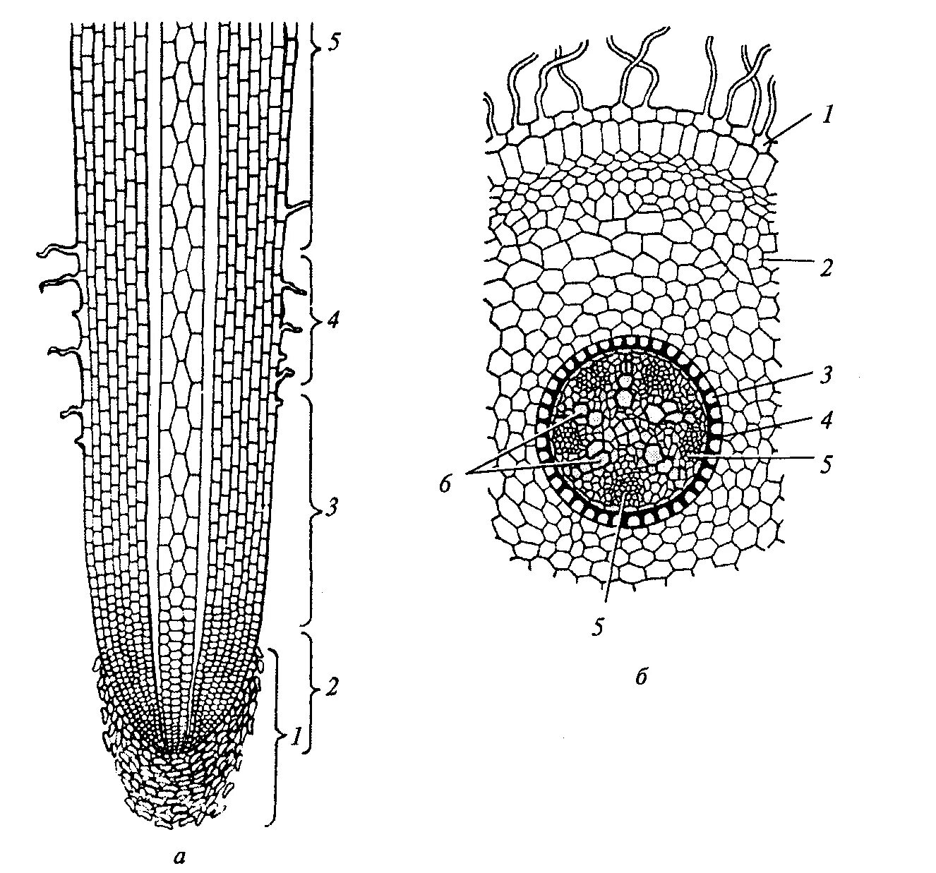 Рисунок внутреннего строения корня. Клеточное строение корня зоны корня. Внутреннее строение корня зоны корня. Клеточное внутреннее строение корня. Строение корня на поперечном срезе.