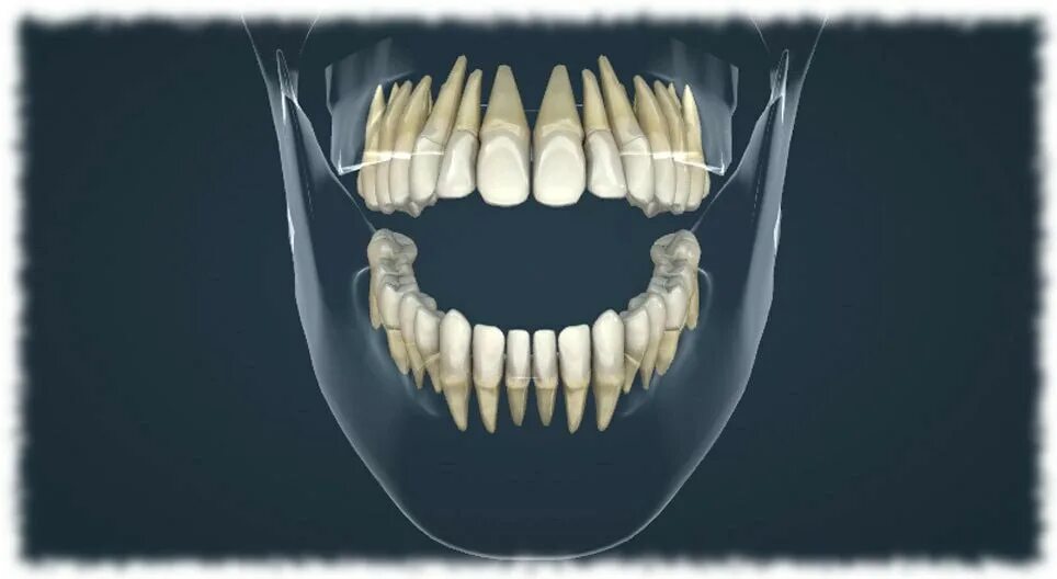Клык сверху зубов. Зубы человека. Зубы нижней челюсти человека.