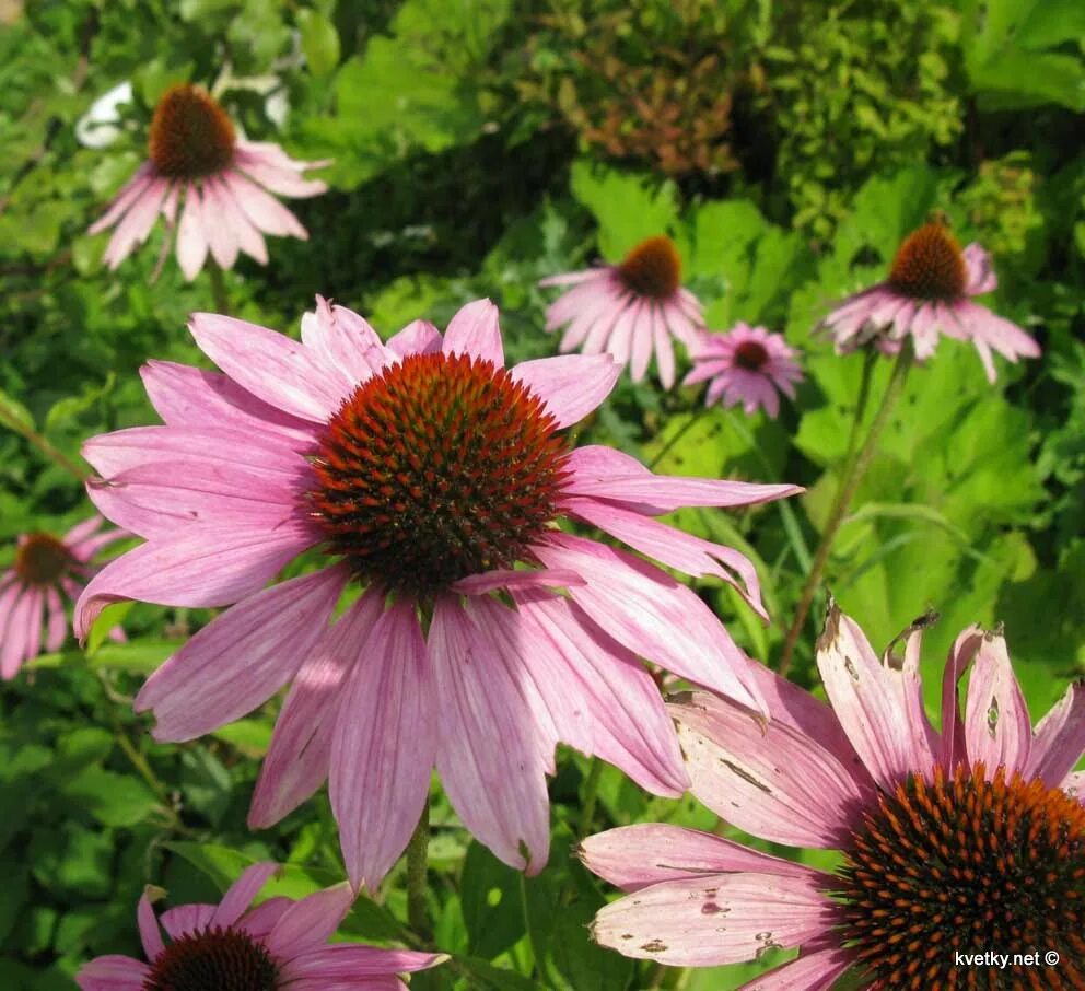 Echinacea tennesseensis. Эхинацея карибиан грин. Эхинацея echinacea purpurea magnus. Эхинацея сбор семян. Эхинацея пурпурная семена.