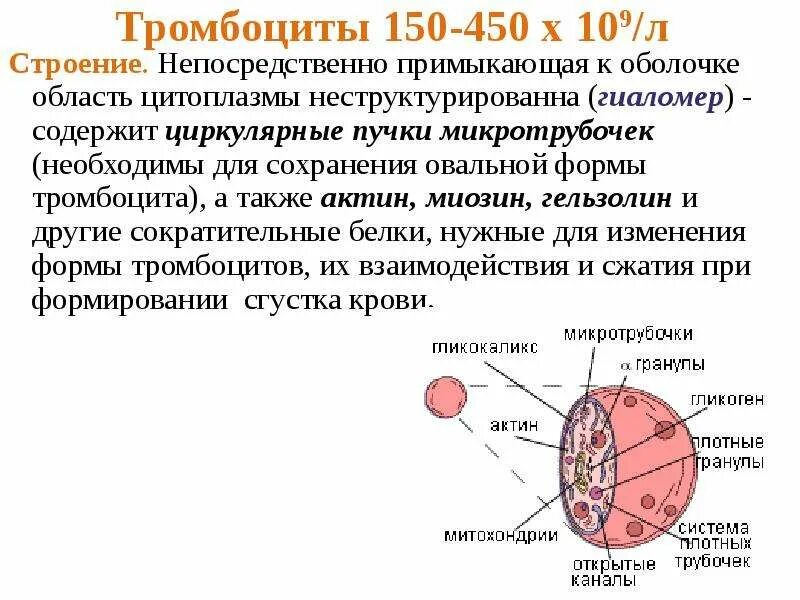 Тромбоциты форма и строение. Тромбоциты строение анатомия. Тромбоциты строение и функции. Гранулы тромбоцитов строение. Гранулы тромбоцитов содержат