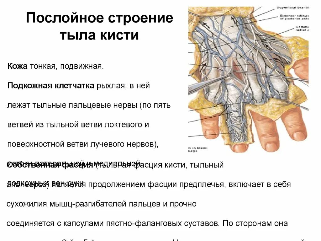 Тыл кисти топографическая анатомия. Строение пальцев кисти топографическая анатомия. Топография ладони топографическая анатомия. Ладонная поверхность кисти топографическая анатомия. Поверхность запястья