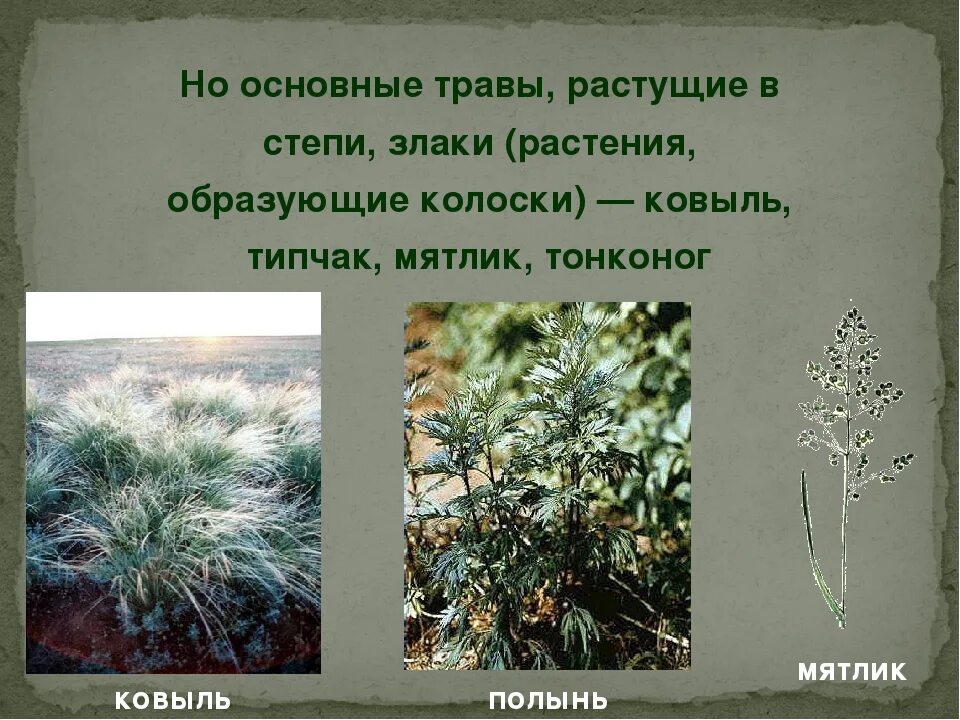 Какие растения характерны для степей россии. Растения степи. Растения растущие в степи. Злаки растущие в степи. Травы растущие в степи.