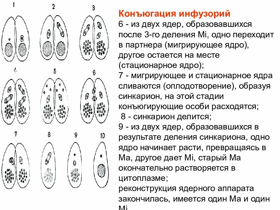 Размножение инфузорий конъюгация описание. Стадии конъюгации инфузорий. Этапы этапы конъюгации инфузории. Стадии конъюгации инфузорий ЕГЭ.