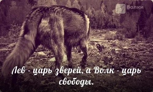 Волки умеют плакать?. Люби меня как волк свободу. Волк любит свободу. Волки это люди выбравшие свободу. Волк свобода.