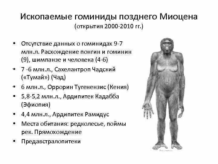 Характеристика ископаемых предков современного человека. Этапы эволюции гоминид. Ископаемые предки человека и их характеристика. Ископаемые предки человека таблица.