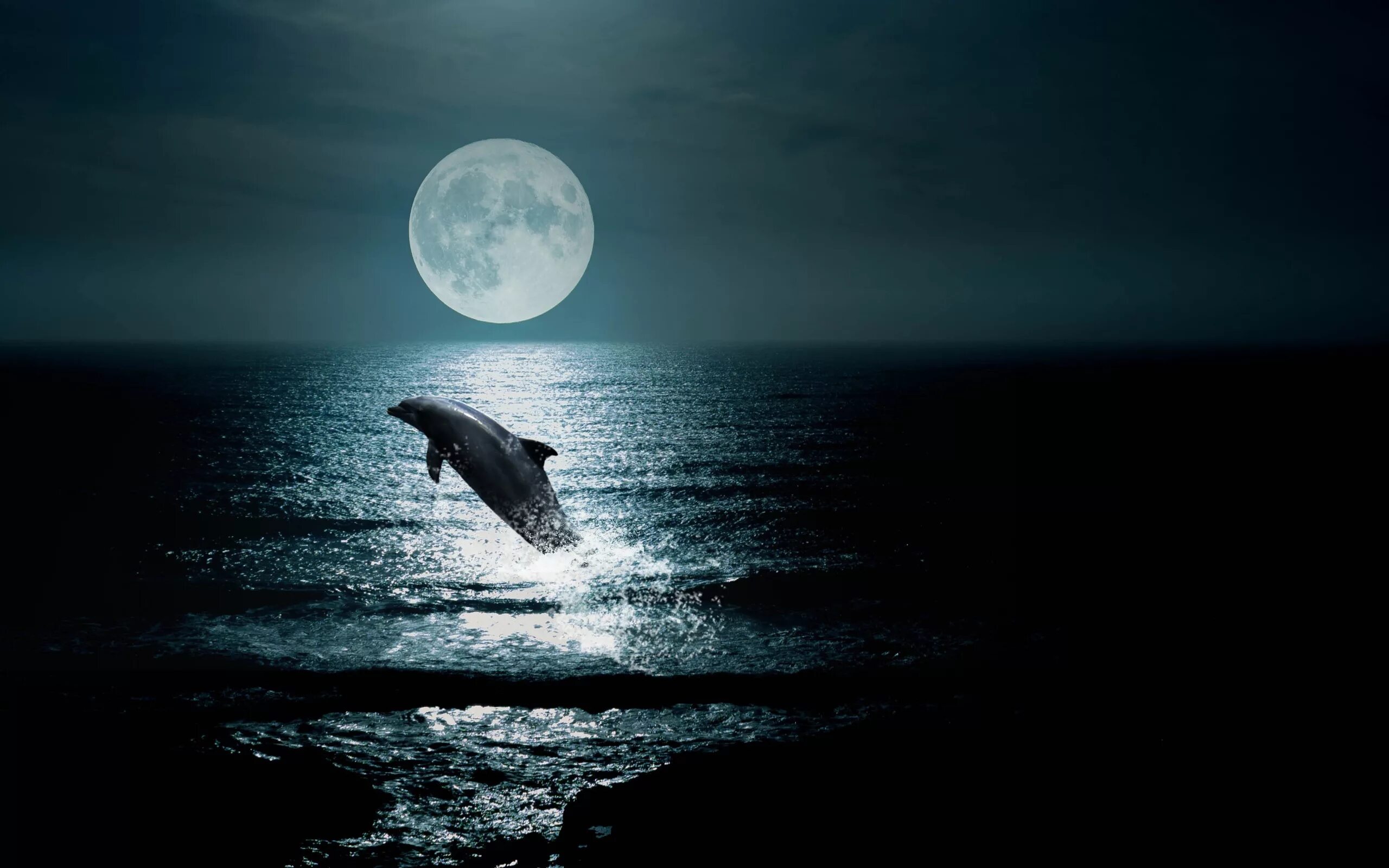 Луна и море. Ночь Луна море. Дельфины в море. Дельфины ночью. Моря океаны луны