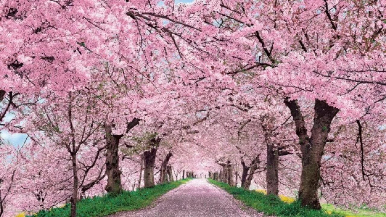 Cherry blossom купить. Сакура черри блоссом дерево. Корея черри блоссом. Сад Сакуры.