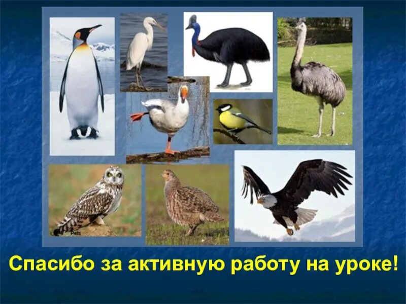 9 отрядов птиц. Отряды птиц. Класс птицы отряды. Отряды птиц 7 класс биология. Отряды птиц презентация.