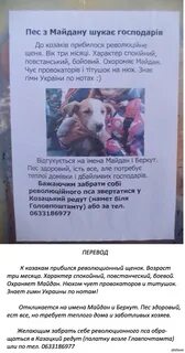 Объявление отдам щенят в добрые руки