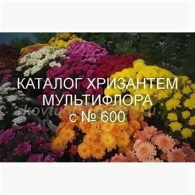 Хризантемы татьяны ковтун