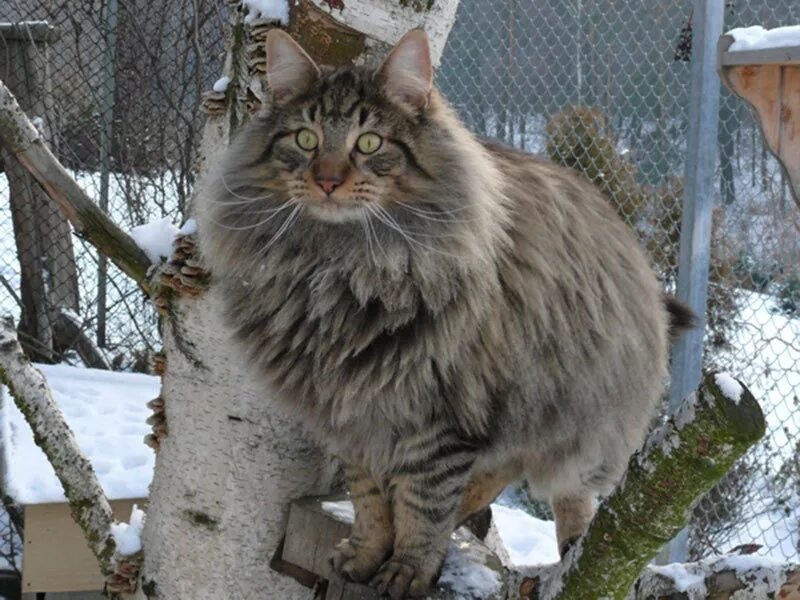 Лесная кошка купить. Норвежская длинношерстная Лесная кошка. Сибирская Аборигенная порода кошек. Норвежская Лесная кошка породы кошек. Норвежская Лесная кошка вес.