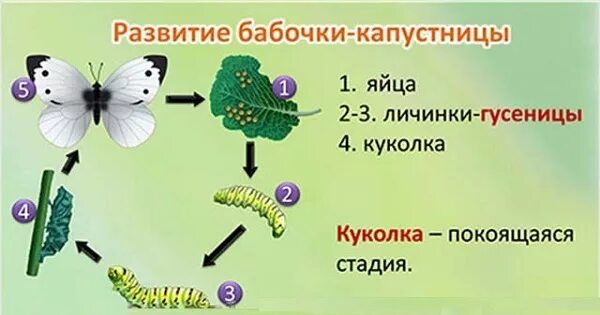 Развитие бабочки капустницы