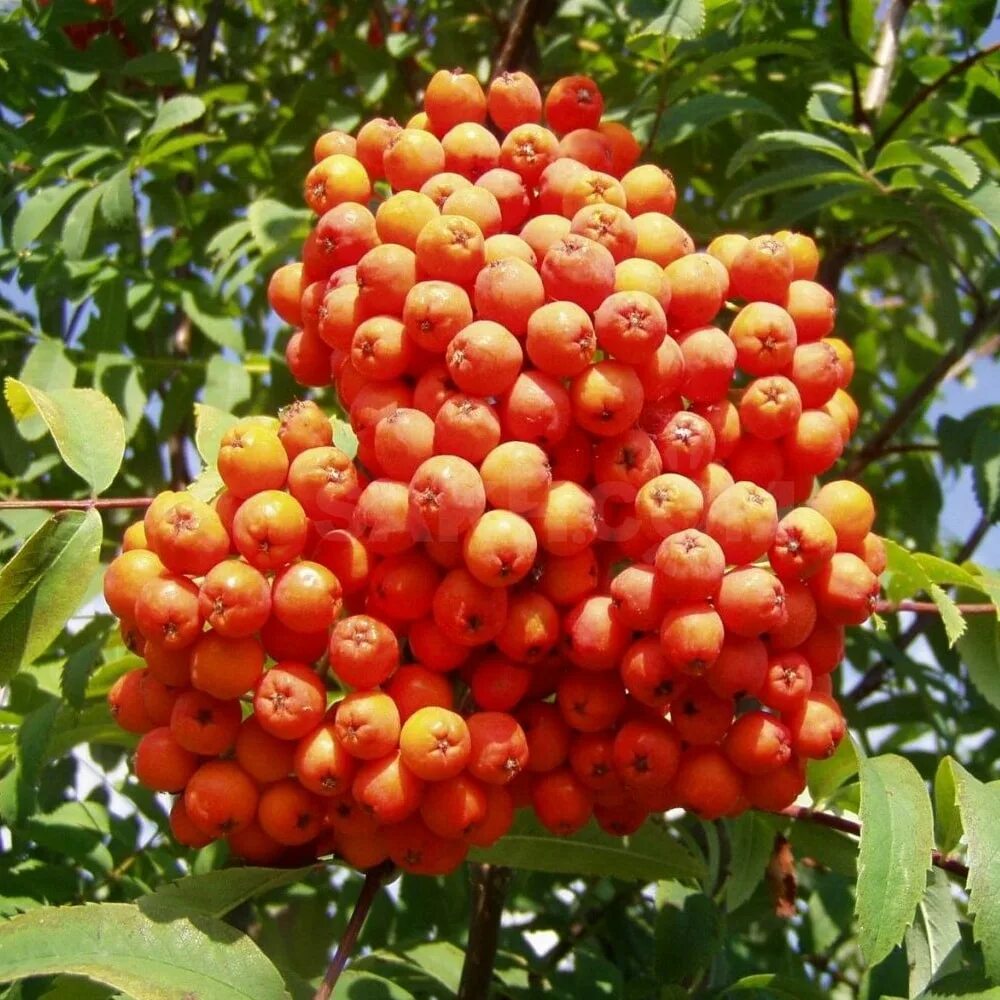 Рябина дерево купить. Рябина Моравская Sorbus aucuparia Moravskaya. Рябина красная Невежинская. Рябина плодовая Невежинская. Рябина обыкновенная Sorbus aucuparia.