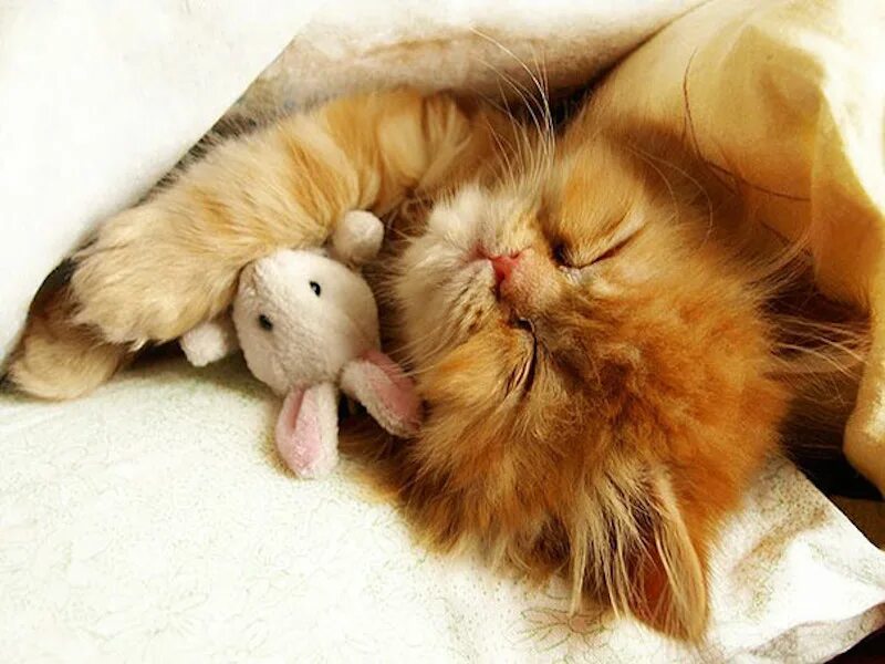 Засыпающие глазки. Спящий котенок. Котенок. Спокойной ночи!. Милые спящие котики. Милый спящий котенок.