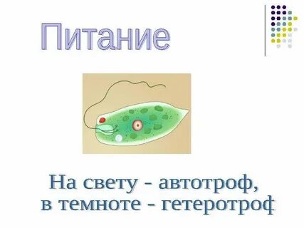 Амеба автотроф или гетеротроф