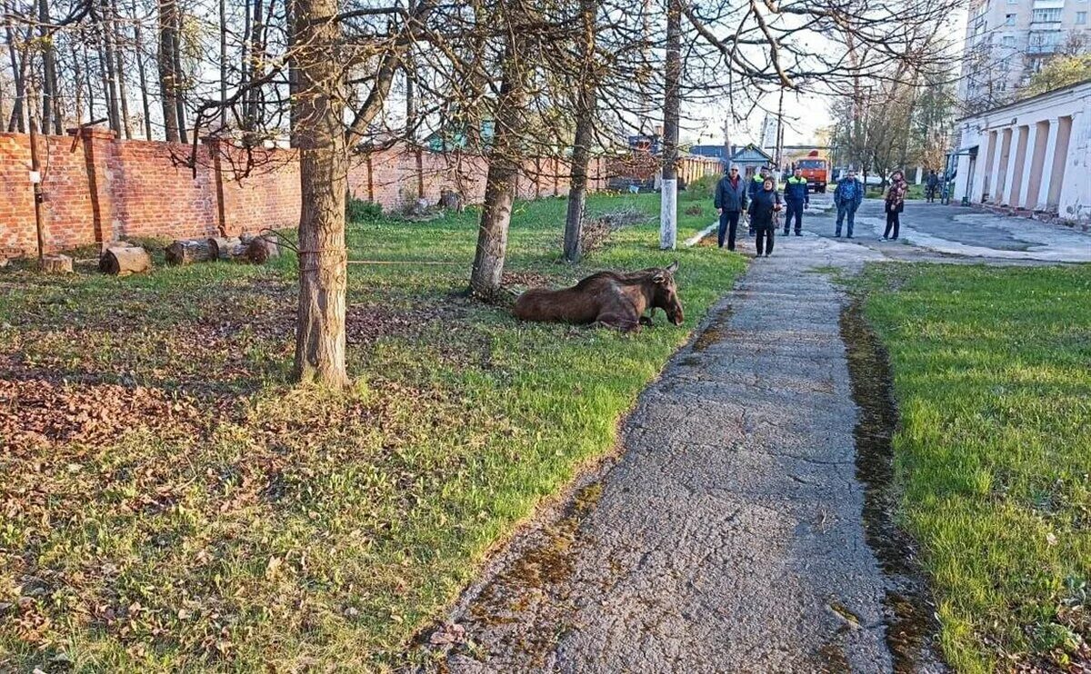 Лосиная улица. Звери в Туле. Лоси в Туле. Лось на Пузакова в Туле. Заречье Тула.