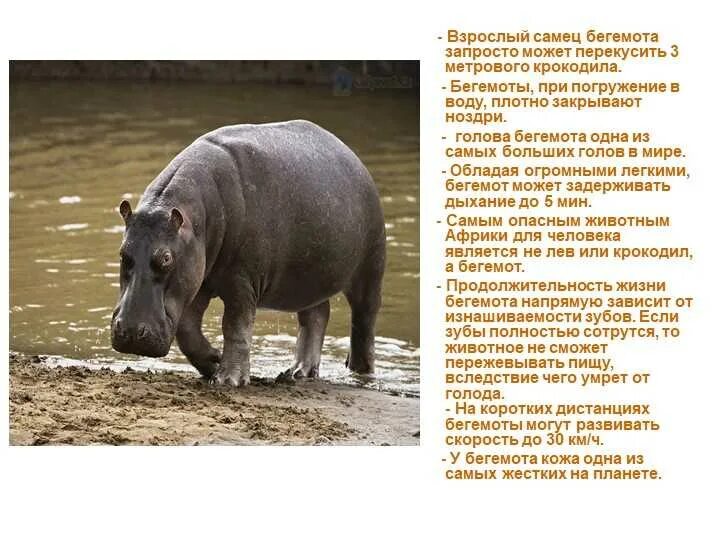 Факты о бегемотах. Бегемот в африке. Факты о бегемотах. Факты о бегемотах. Факты о бегемотах.