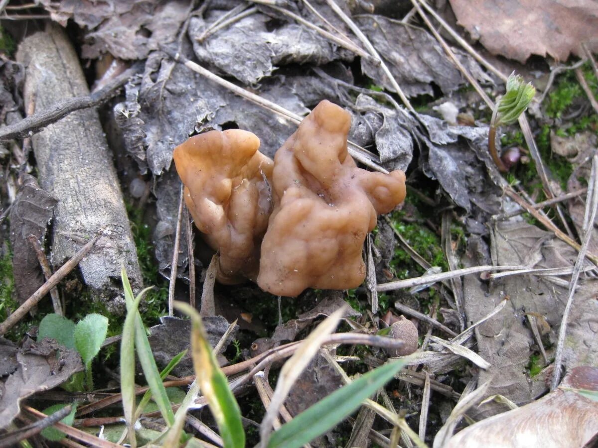 Первый грибы в подмосковье. Апрельские грибы Подмосковья. Весенние грибы в Подмосковье съедобные. Условно съедобные весенние грибы Подмосковья. Съедобные грибы Подмосковья.