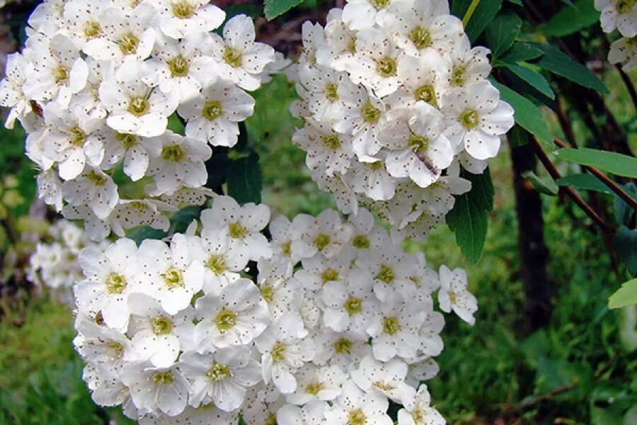 Спирея Вангутта. Спирея Вангутта Spiraea. Спирея Вангутта белая. Спирея Вангутта (Spiraea vanhouttei). Куст невеста фото