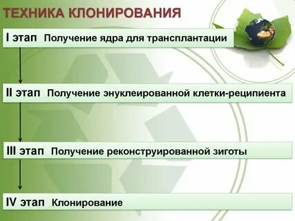 Этапы клонирования