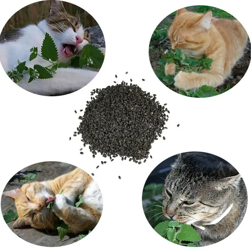 А мы пахнем кошачьей мятой и листвой. Кошачья мята семена. Catnip Кошачья мята. Семена кошачьей мяты. Семена мяты для кошек.