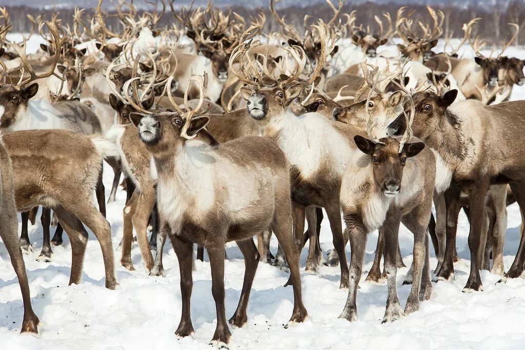 Олениеаодстао в Монголии. Оленеводство в Канаде. Стадо северных оленей. Стадо северных оленей зимой. Команда олени
