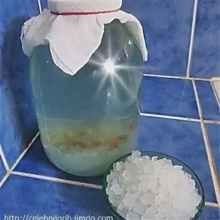 Польза индийского гриба