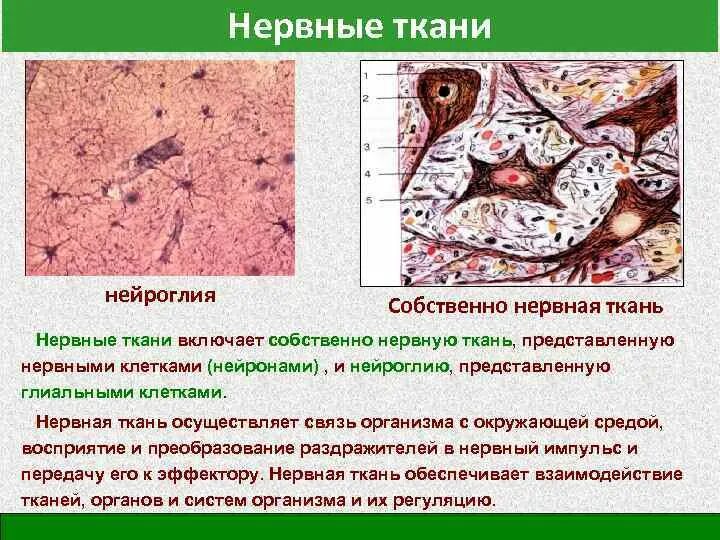 Нервная ткань состоит из собственно нервных. Нервная ткань. Нервная ткань кратко. Нервная ткань животных. Особенности нервной ткани.