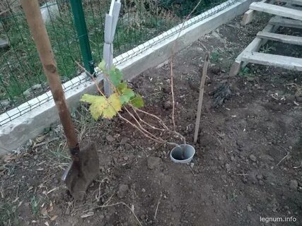 Пересадка винограда на новое место