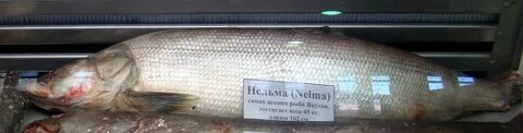 Белорыбица нельма