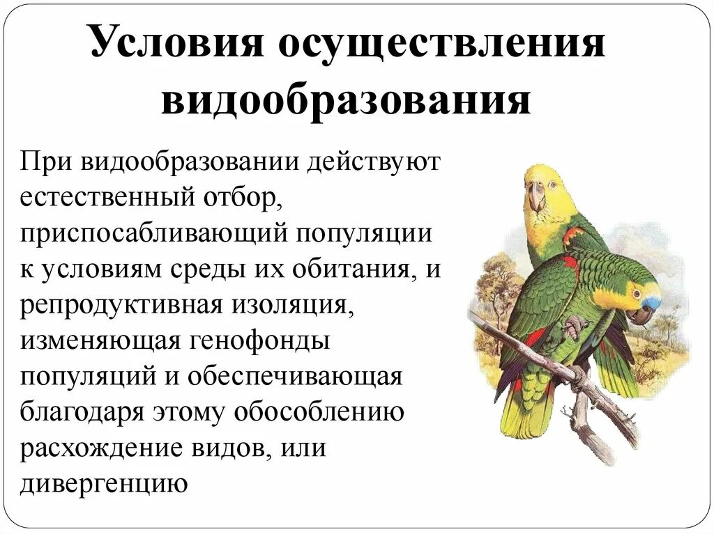 Условия осуществления видообразования. Микроэволюция видообразование. Видообразование презентация. Видообразование биология 9 класс. Видообразование презентация 9