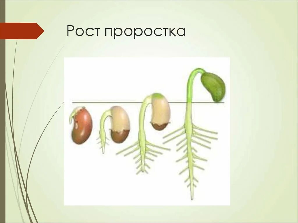 Какой стебель у фасоли. Рост корня. корень проростка фасоли. прорастание семян фасоли. прорастание корня у фасоли.
