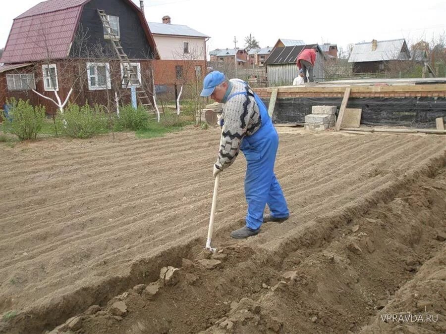 Нужно ли перекапывать землю. Копать огород. Перекопка участка. Перекапывать землю на огороде. Вскопанная земля на огороде.