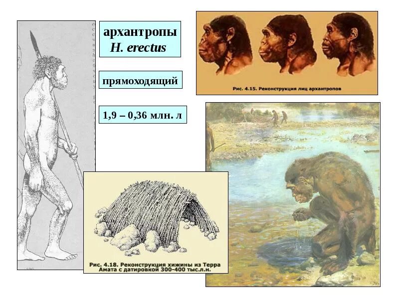 Объем мозга человека прямоходящего. Архантропы. Архантропы виды. Архантропы внешний вид. Архантропы образ жизни.