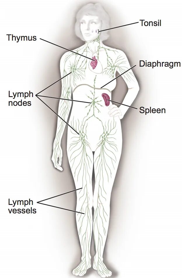 Расположение лимфоузлов на теле. Расположение лимфоузлов на теле женщины. Лимфоузлы на теле человека расположение фото у женщин. Лимфатическая система женщины. Лимфоузлы на теле женщины схема