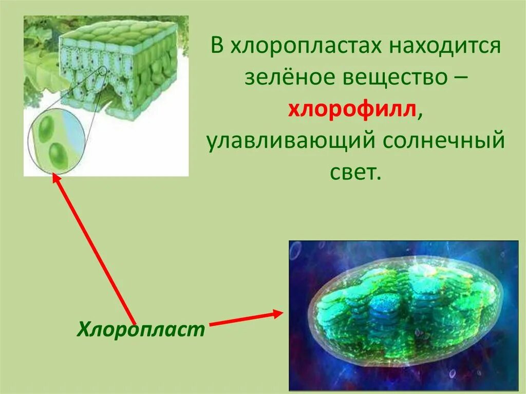 Хлоропласты у водорослей. Хлоромопласт хлорофилы хлоропласты. Хлорофилл в хлоропластах. Зеленые хлоропласты. Хлоропласты это 5 класс.