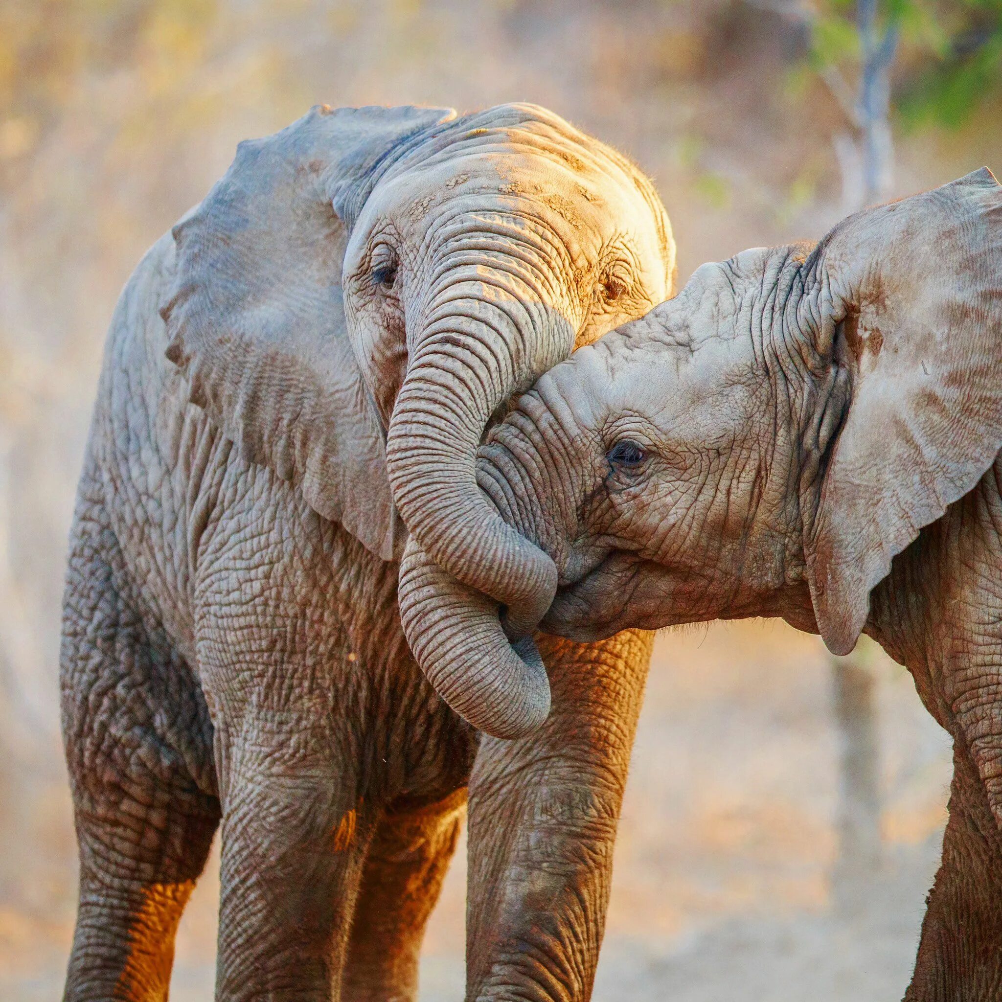 Animal couple. Любовь животных. Животные пары. Нежность животные. Слоны.