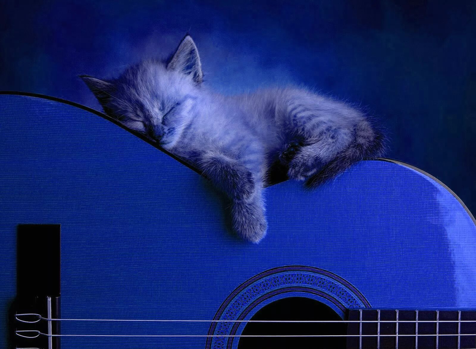 Синяя кошка. Синий котенок. Кот на синем фоне. Спящие синие коты. Синий кэт
