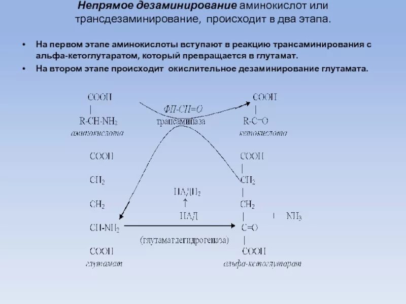 Непрямое окислительное дезаминирование. Непрямое дезаминирование тирозина реакция. Непрямое дезаминирование аминокислот реакции. 22. Непрямое дезаминирование (трансдезаминирование) аминокислот..