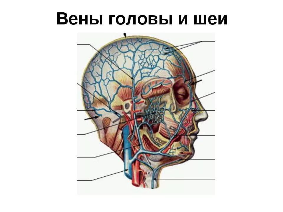Анатомия сосудов головы. Анатомия человека вены и артерии головы и шеи. Вены головы и шеи анатомия схема. Кровеносные сосуды черепа анатомия. Кровеносная система головы и шеи анатомия.