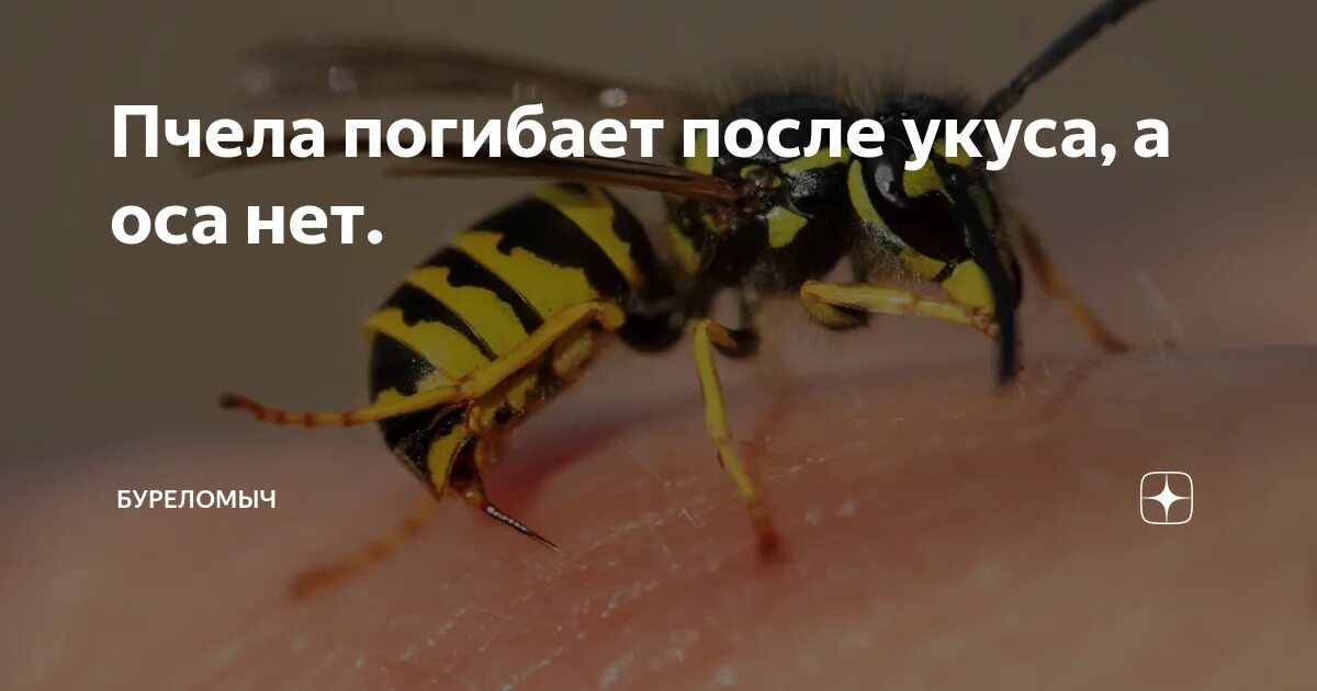 Умирают ли пчелы. Пчела погибает после укуса. Оса погибает после укуса.