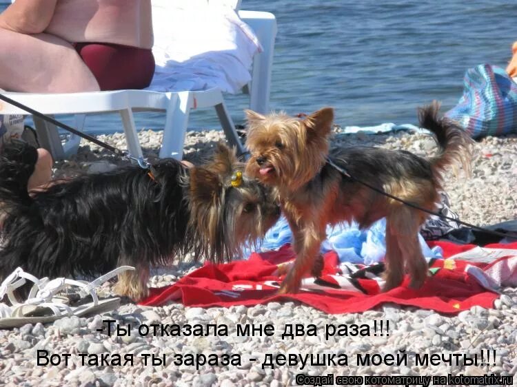 ты отказала мне два раза не хочу. вот такая я зараза. зараза женщина. вот такая вот зараза девушка моей мечты. вот такая ты зараза девушка моей мечты.