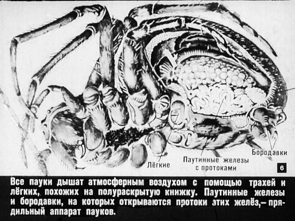 Паутинная бородавка у паука. Паутинные бородавки паука крестовика. Паутинные бородавки и железы. Паутинные железы у паукообразных. Паукообразные паутинные железы