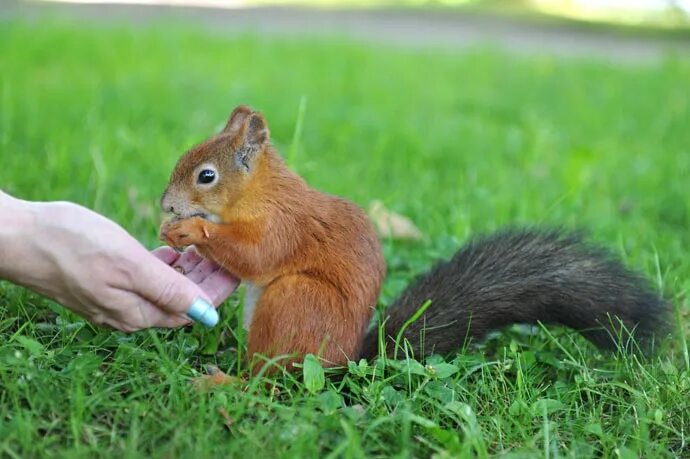 Белка песня слушать. Композиция с белочкой. Песня про белочку. Squirrel Song. Песня про белок.