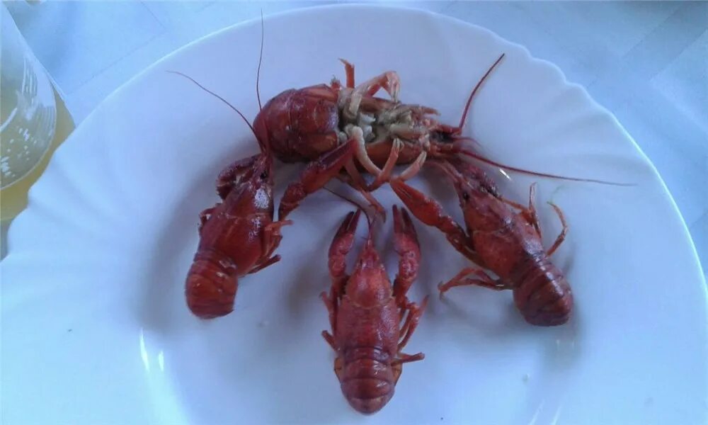 Лобстер. Может ли быть два рака. Может ли быть два рака. Внутреннее строение ракообразных схема. Первые симптомы онкологии.