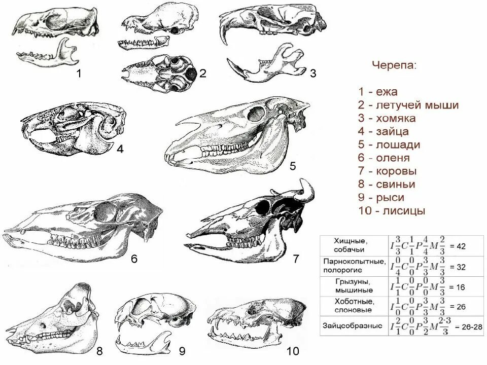 Зубная формула насекомоядных. Черепа млекопитающих различных отрядов. Отряды млекопитающих строение черепа. Строение черепов млекопитающих разных отрядов. Зубная система млекопитающих по отрядам.